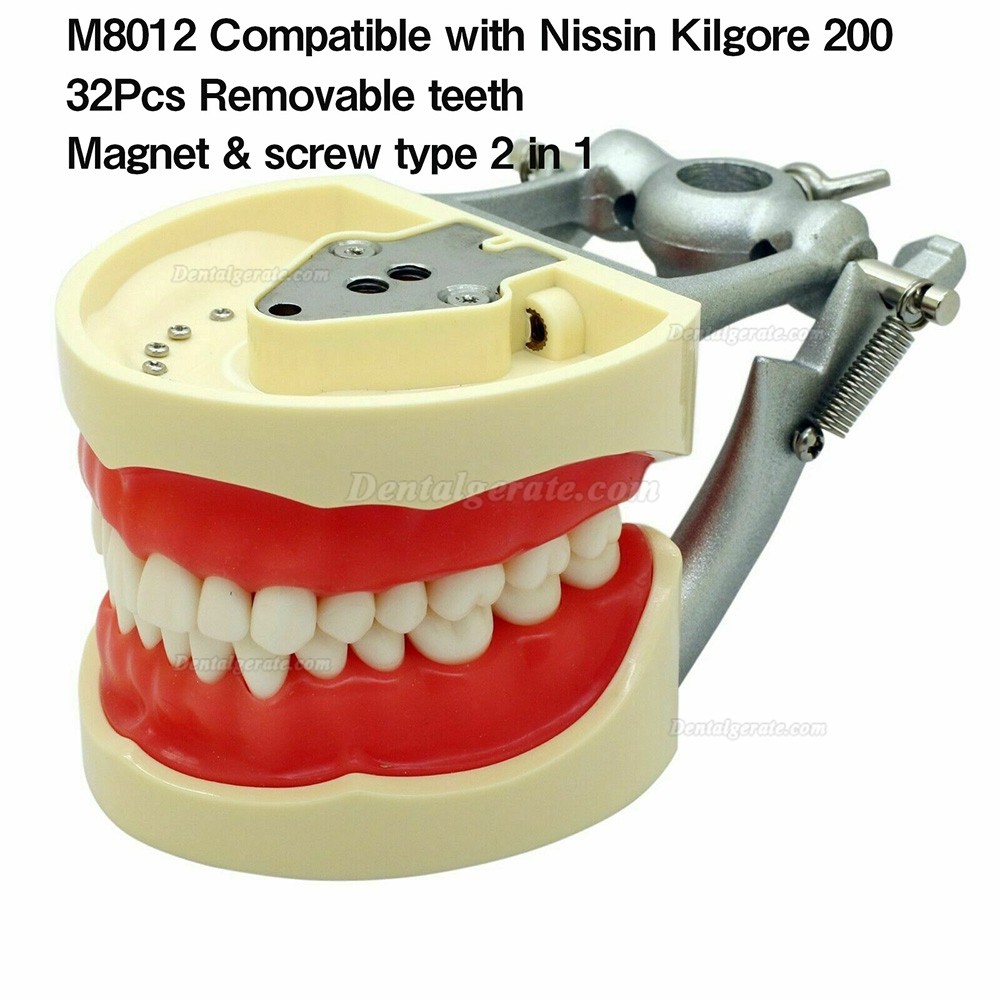 Zahnmodelle Arbeitsmodelle im Artikulator M8011/M8012 Kompatibel Nissin Kilgore 200